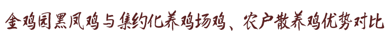 金鸡园黑凤鸡与集约化养鸡场鸡、农户散养鸡优势对比